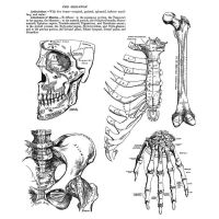 Tim Holtz Stampers Anonymous - Anatomy Chart Stamp Set